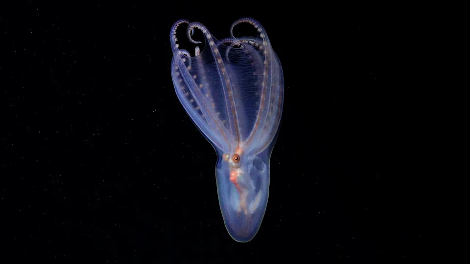 Six Otherworldly Deep‑Sea Discoveries of 2025 — New Species, Colossal Squid Footage and Alien Antarctic Communities