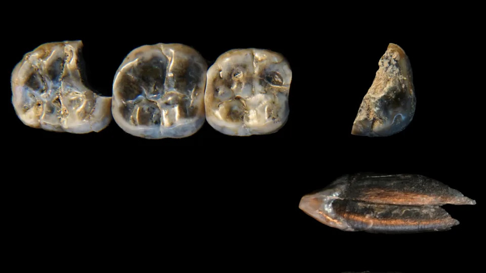 Ten Breakthrough Discoveries About Our Human Ancestors in 2025