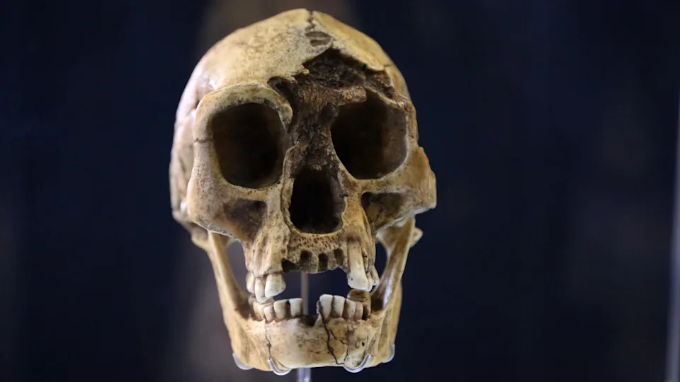 Ten Breakthrough Discoveries About Our Human Ancestors in 2025