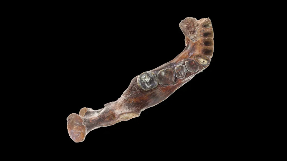 Ten Breakthrough Discoveries About Our Human Ancestors in 2025