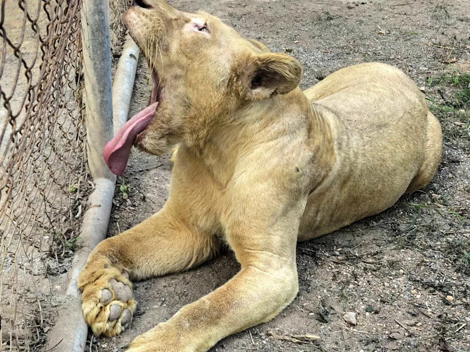 Thailand Strikes Cambodian Village During Border Talks as Tensions Escalate