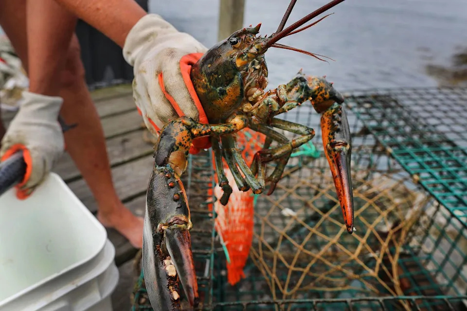 Nearly $400K In Live Lobsters Hijacked En Route To Costco; FBI Probes Suspected Organized Cargo Theft
