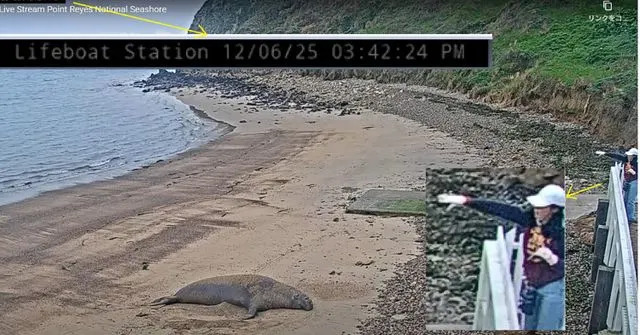 Authorities Seek Two People Caught Throwing Rocks At Protected Elephant Seal At Point Reyes
