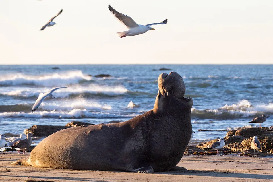 Authorities Seek Two People Caught Throwing Rocks At Protected Elephant Seal At Point Reyes