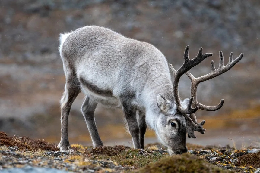 How Reindeer Turn Their Eyes Into 'Night Vision' During Arctic Winters