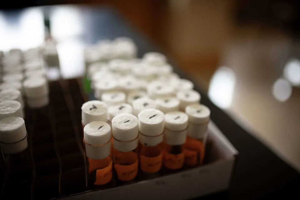 High School Researchers at Ethel Walker Create Fruit Fly Strains That Advance Stanford-Linked Diabetes Research