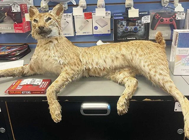 GameStop's First 'Trade Anything Day' Took In 80,000+ Items — From Taxidermy Bobcats to a Ball of Lint
