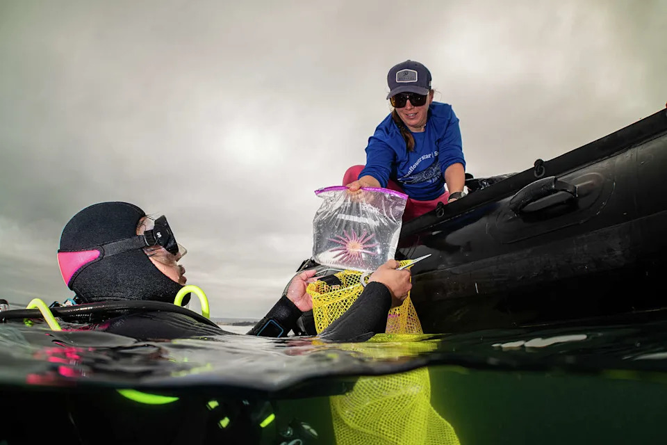 Sunflower Stars Return to Monterey Bay: Captive‑Bred Sea Stars Reintroduced After Devastating Die‑Off