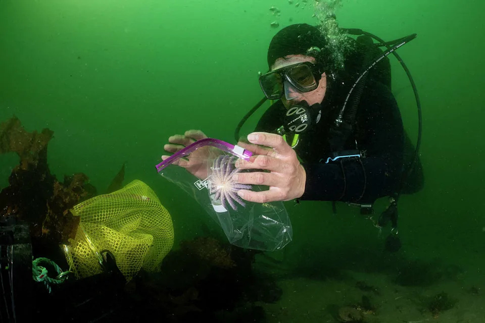 Sunflower Stars Return to Monterey Bay: Captive‑Bred Sea Stars Reintroduced After Devastating Die‑Off