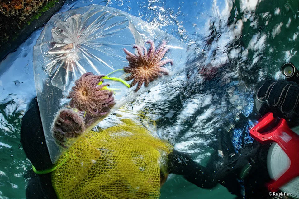 Sunflower Stars Return to Monterey Bay: Captive‑Bred Sea Stars Reintroduced After Devastating Die‑Off