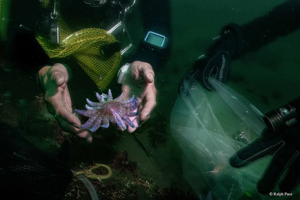 Sunflower Stars Return to Monterey Bay: Captive‑Bred Sea Stars Reintroduced After Devastating Die‑Off