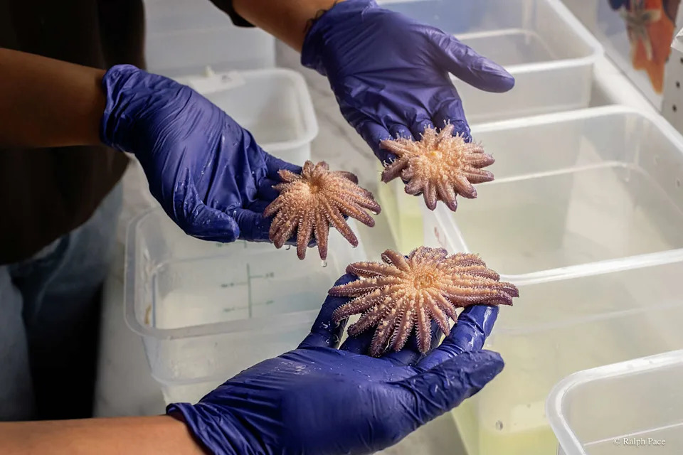 Sunflower Stars Return to Monterey Bay: Captive‑Bred Sea Stars Reintroduced After Devastating Die‑Off