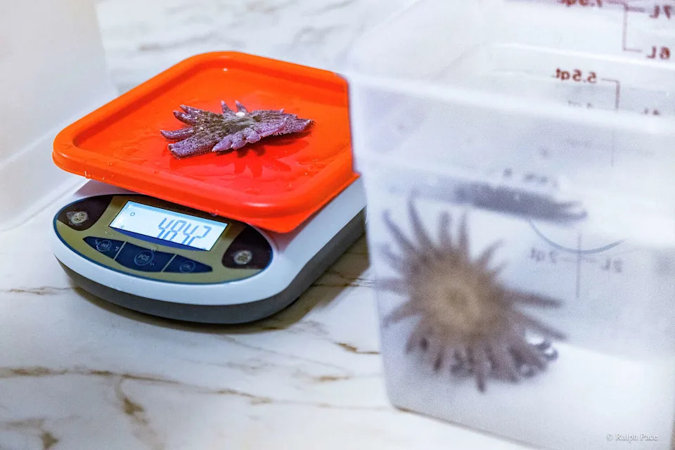 Sunflower Stars Return to Monterey Bay: Captive‑Bred Sea Stars Reintroduced After Devastating Die‑Off