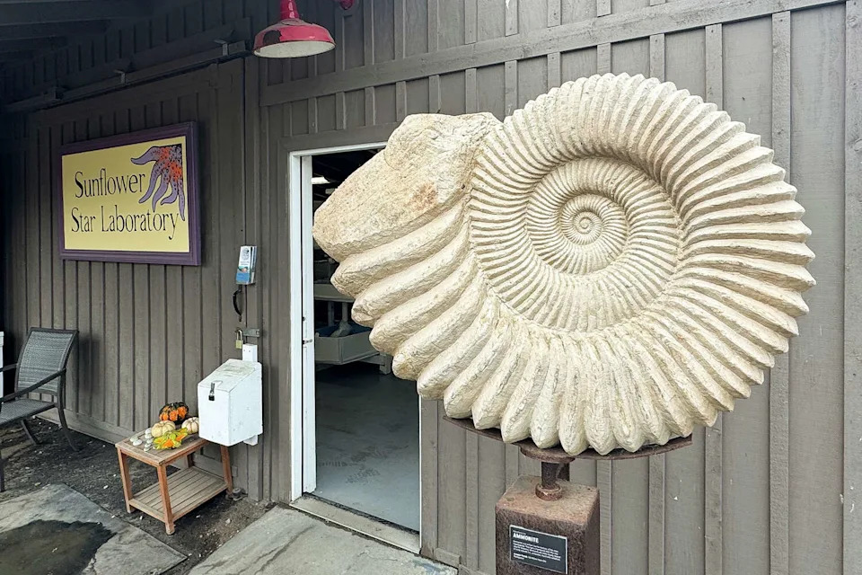 Sunflower Stars Return to Monterey Bay: Captive‑Bred Sea Stars Reintroduced After Devastating Die‑Off