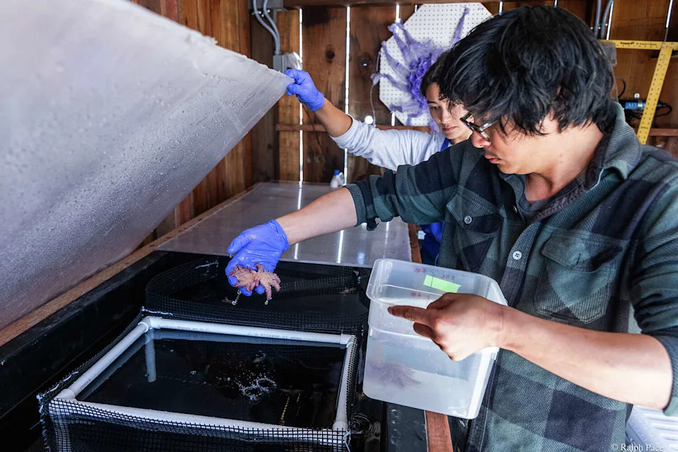 Sunflower Stars Return to Monterey Bay: Captive‑Bred Sea Stars Reintroduced After Devastating Die‑Off