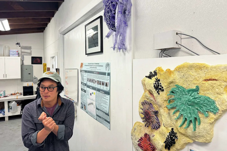 Sunflower Stars Return to Monterey Bay: Captive‑Bred Sea Stars Reintroduced After Devastating Die‑Off