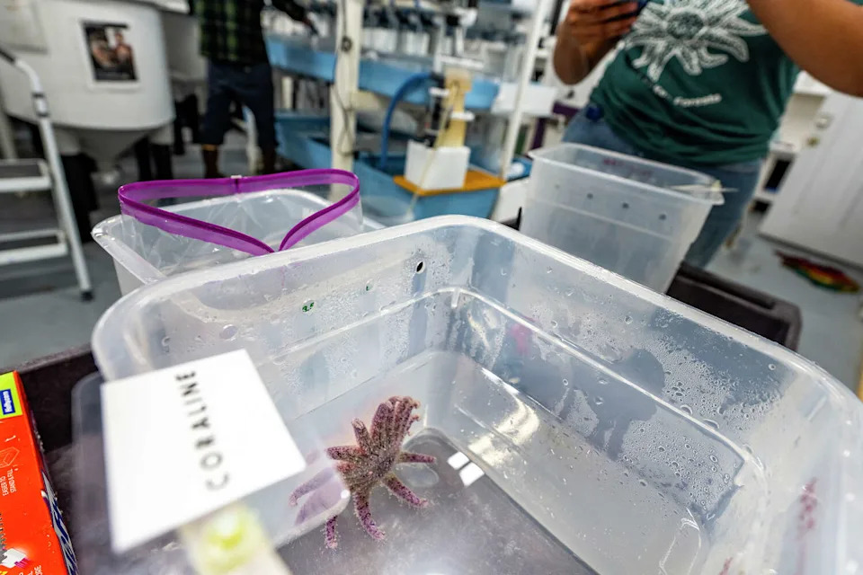 Sunflower Stars Return to Monterey Bay: Captive‑Bred Sea Stars Reintroduced After Devastating Die‑Off