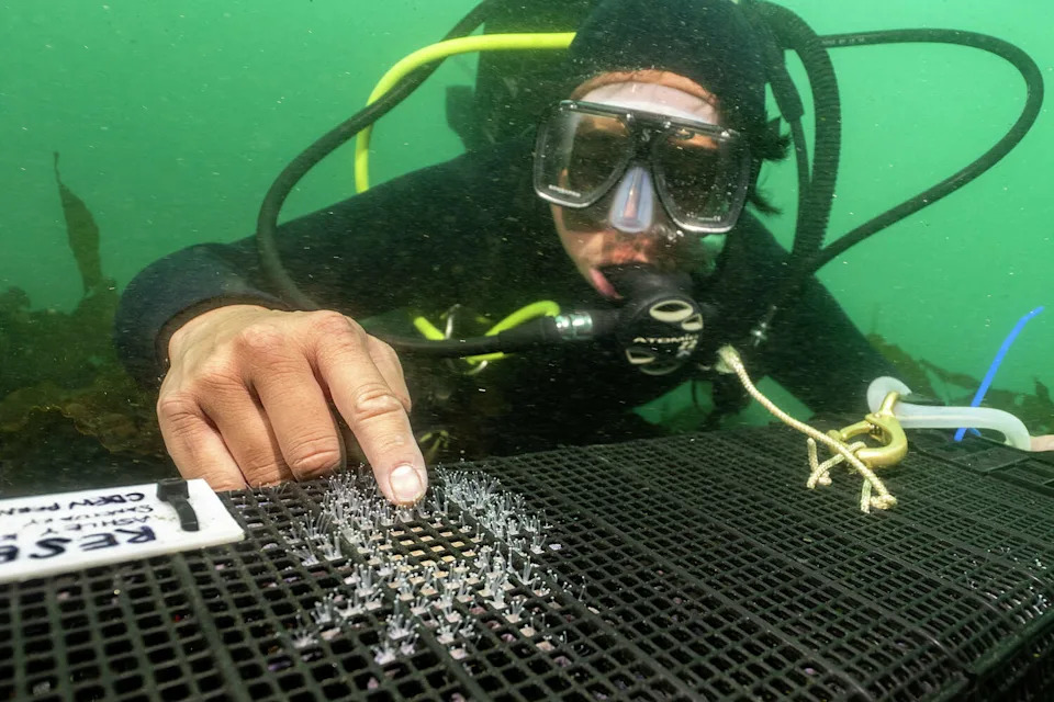 Sunflower Stars Return to Monterey Bay: Captive‑Bred Sea Stars Reintroduced After Devastating Die‑Off