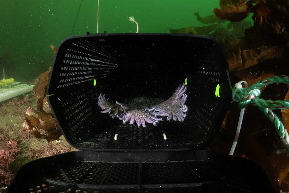 Sunflower Stars Return to Monterey Bay: Captive‑Bred Sea Stars Reintroduced After Devastating Die‑Off