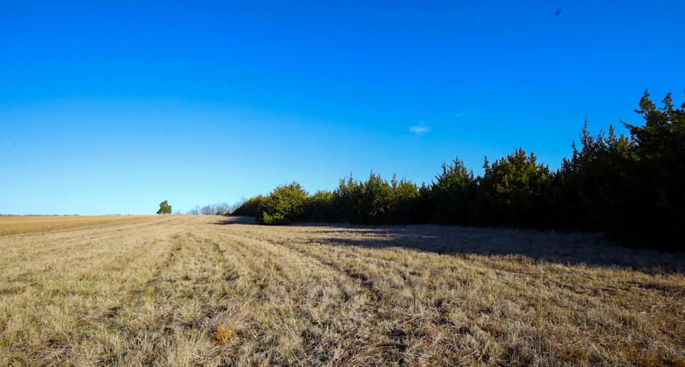 Kansas Grasslands Under Siege: Ranchers Turn to Fire and Regenerative Grazing to Fight Cedar Invasion