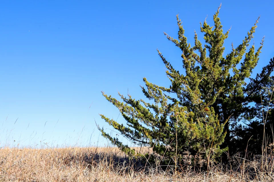 Kansas Grasslands Under Siege: Ranchers Turn to Fire and Regenerative Grazing to Fight Cedar Invasion