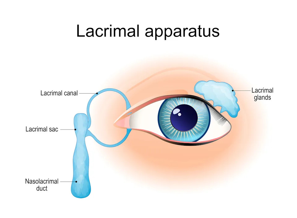 How Many Holes Does the Human Body Have? A Topologist’s Answer