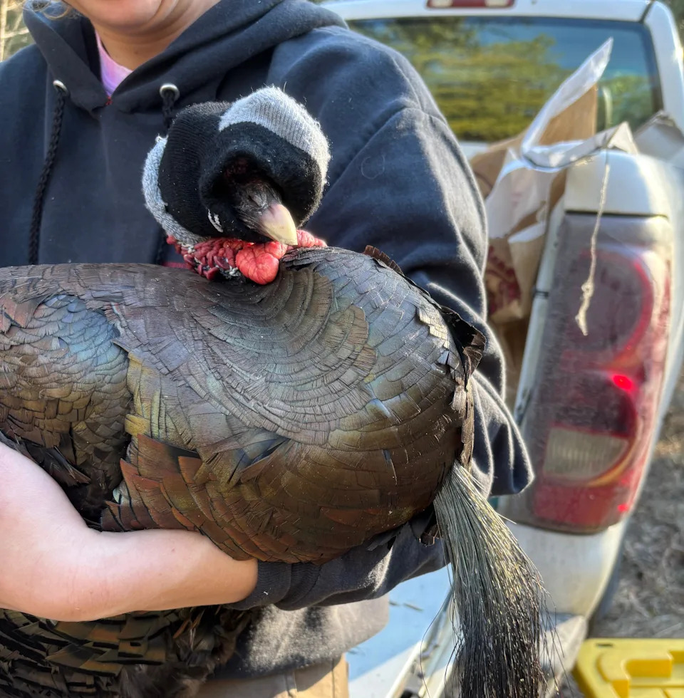 Study Finds More Female Wild Turkeys Hatched In Spring-Hunted Areas — Possible Link To Hunting Pressure