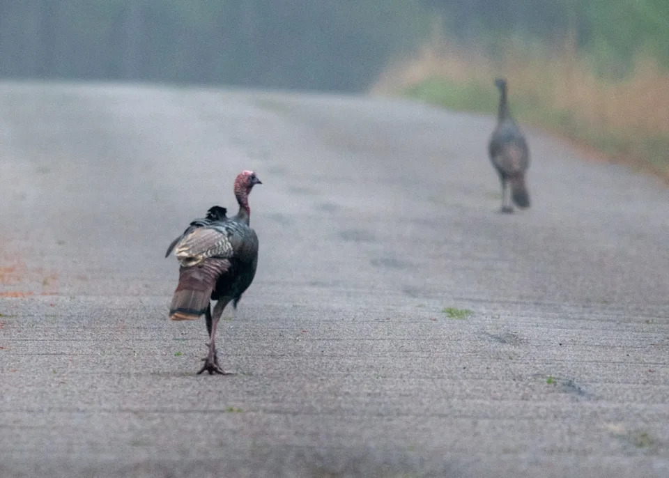 Study Finds More Female Wild Turkeys Hatched In Spring-Hunted Areas — Possible Link To Hunting Pressure