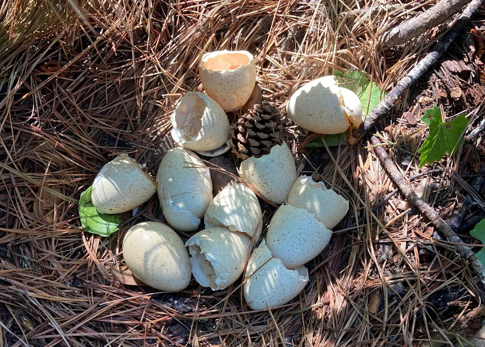 Study Finds More Female Wild Turkeys Hatched In Spring-Hunted Areas — Possible Link To Hunting Pressure