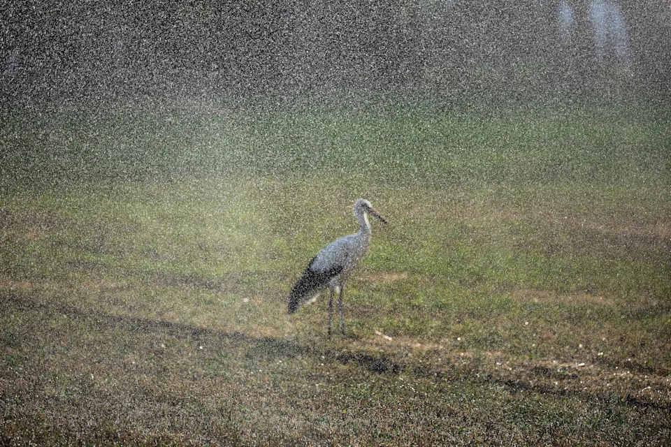 Hungarian Farmers Use Thermal Spa Overflow to Rebuild Wetlands and Fight Desertification