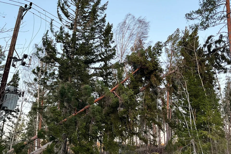 Storm Johannes Kills At Least Three in Sweden as Hurricane-Force Winds Topple Thousands of Trees