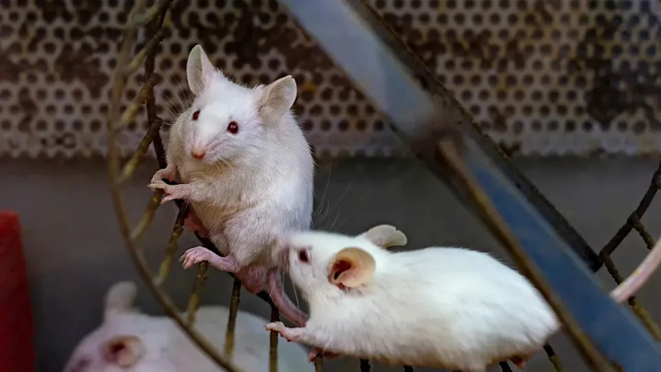 Restoring Brain Energy Reversed Alzheimer’s Signs In Mice, Study Finds — NAD+ Therapy Shows Promise