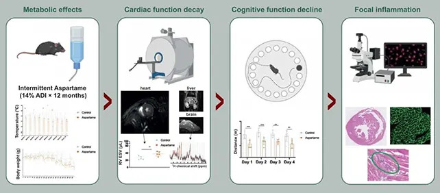 Low‑Dose Aspartame Linked to Heart and Brain Changes in Mice — Study Calls for Safety Review