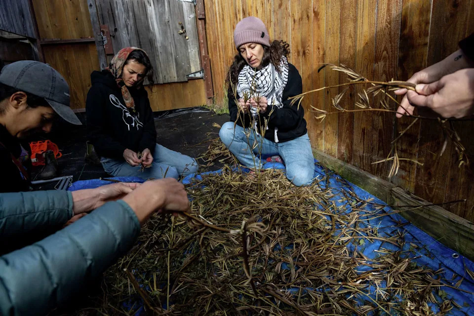 Seed Guardians: Bay Area Asian American Farmers Preserve Heirloom Seeds for Culture and Climate