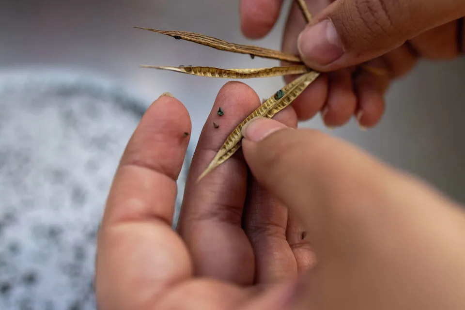Seed Guardians: Bay Area Asian American Farmers Preserve Heirloom Seeds for Culture and Climate