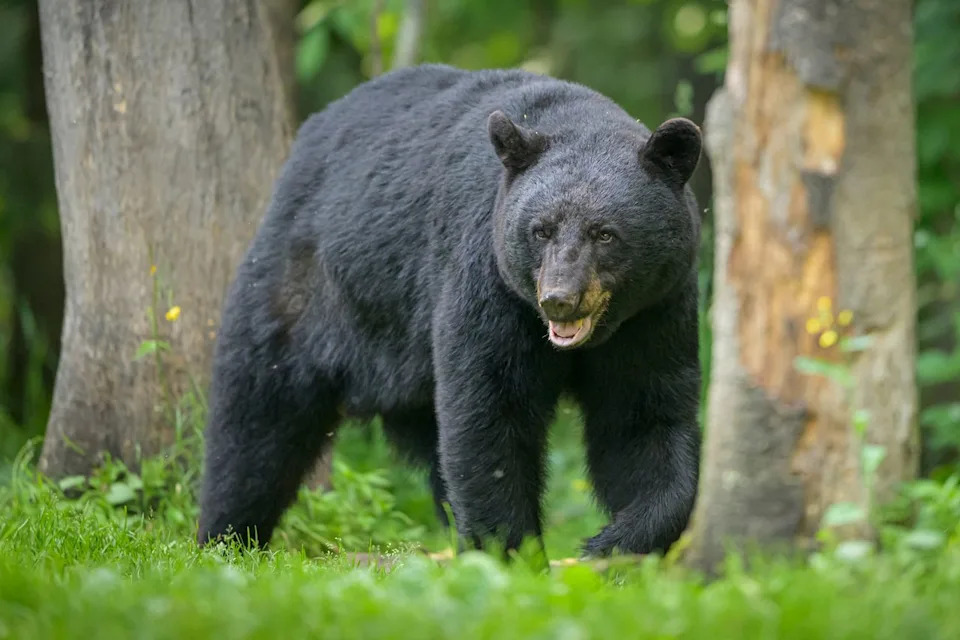 Altadena Homeowner Threatens Lawsuit After 550‑Pound Bear Lives in Crawlspace Beneath House