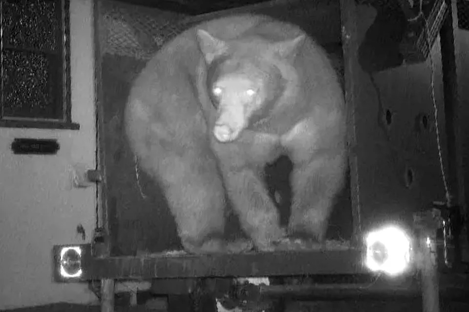 Altadena Homeowner Threatens Lawsuit After 550‑Pound Bear Lives in Crawlspace Beneath House