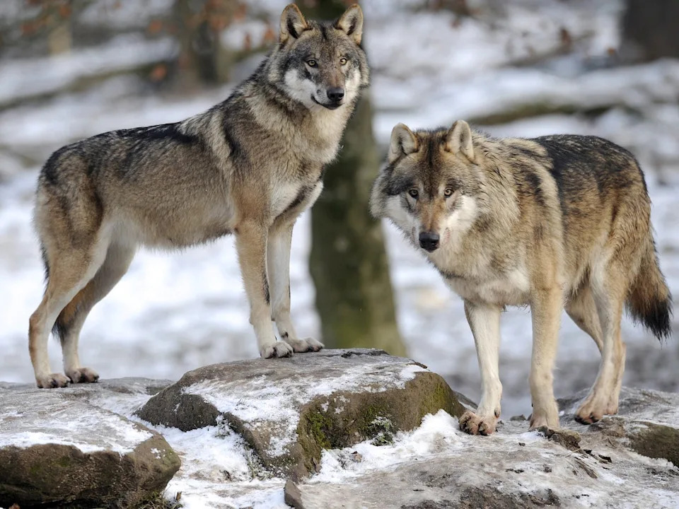 Humans May Have Cared for Wolves on a Remote Baltic Island 3,000–5,000 Years Ago, Study Finds