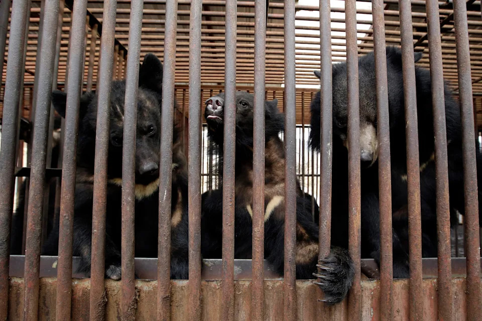 South Korea Bans Bear-Bile Farming: Breeding, Ownership and Extraction Prohibited from Jan. 1