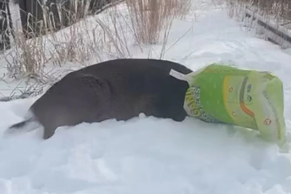 Deer With Plastic Bag Over Its Head Mistaken for 'Masked Suspect' in New York
