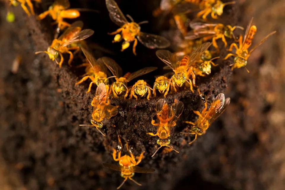 Peru Grants Unprecedented Legal Protections to Amazon Stingless Bees After Research Highlights Medicinal Honey