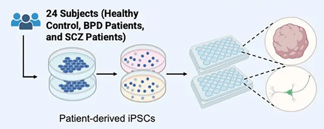 Lab-Grown “Mini-Brains” Reveal Hidden Neural Signatures of Schizophrenia and Bipolar Disorder