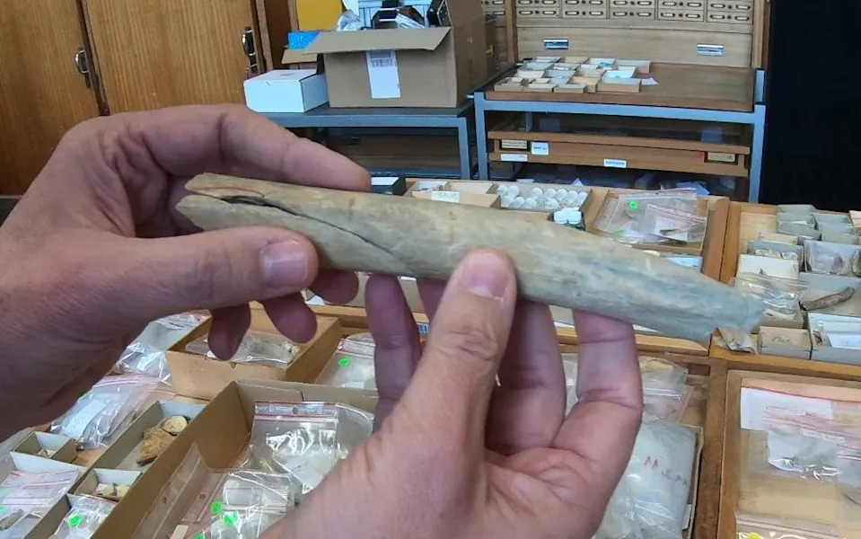 Goyet Cave Bones Suggest Cannibalism — Neanderthal Infants and Young Women Among Victims