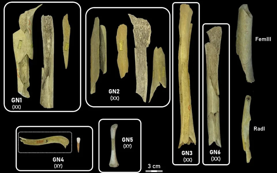 Goyet Cave Bones Suggest Cannibalism — Neanderthal Infants and Young Women Among Victims