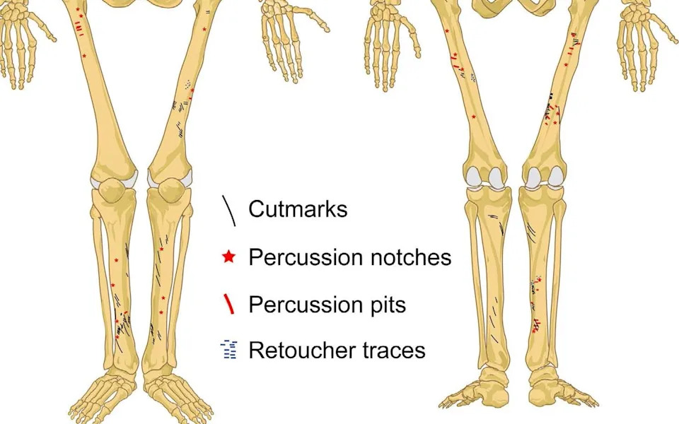 Goyet Cave Bones Suggest Cannibalism — Neanderthal Infants and Young Women Among Victims