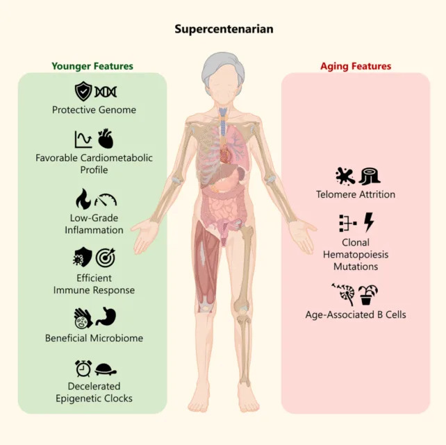 117-Year-Old’s DNA and Cells Reveal Clues to Exceptional Longevity