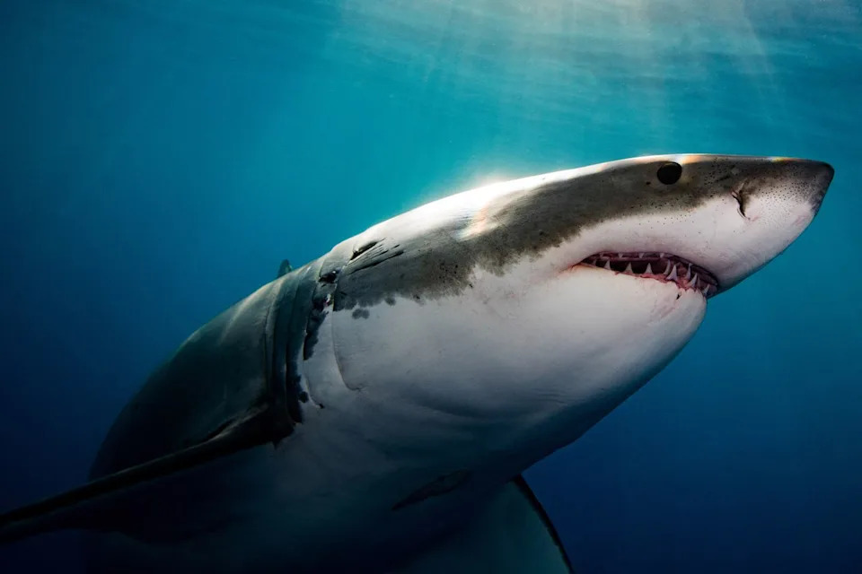 Great White Sharks Teeter On The Brink In The Mediterranean — Researchers Warn Of Possible Extinction