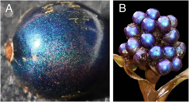The 'Blue Marble' Berry Isn't Pigmented Blue — It's a Living Optical Illusion