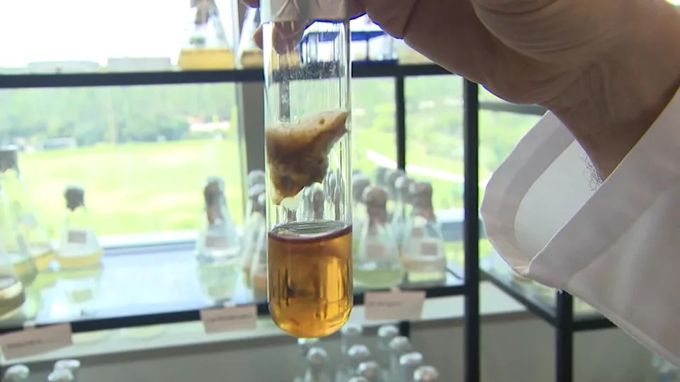 Florida Scientists Advance Radiation Therapies, Rapid Hemorrhage Care and Waterway Restoration