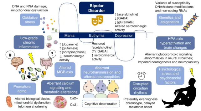 Gut Microbes Alter Brain Wiring and Drive Bipolar-Like Depression in Mice, Study Finds